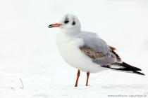 Lachmoewe